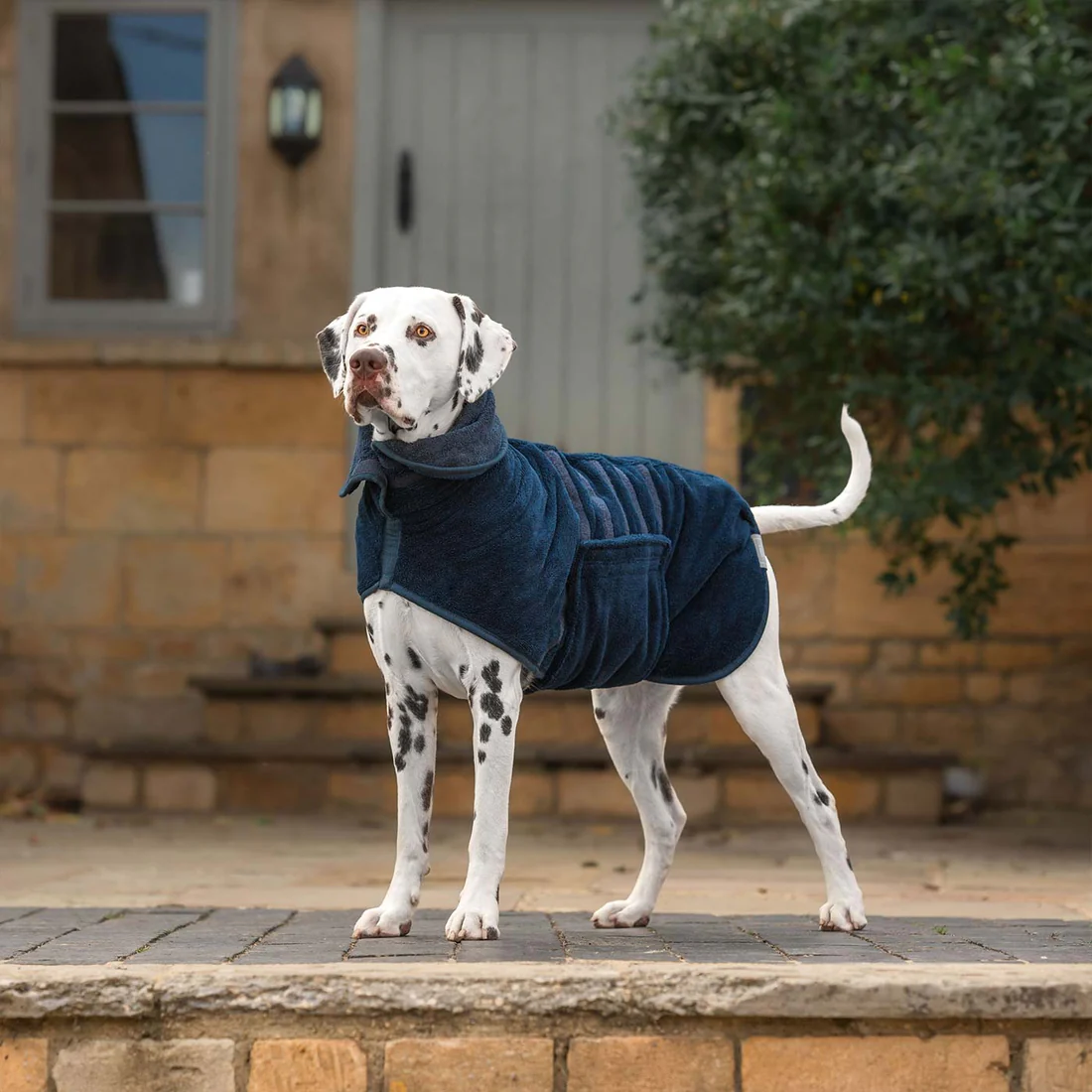 dog_coat